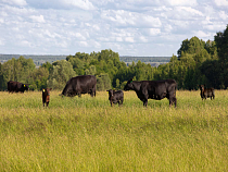 «Мираторг» планирует увеличить поставки бычков для зернового откорма с ферм Калининградской области по итогам 2018 года на 30% - до 12 000 голов