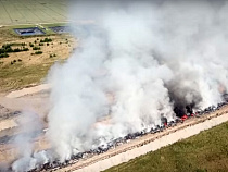 Появилось видео массового сжигания свиней под Калининградом