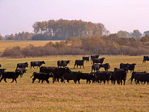 Житель Неманского района получил год условно за привлечение подростка к краже бензина у «Мираторга»