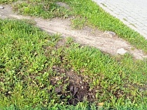 По Зеленоградску рыскают чёрные садовники