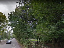 Калининградец незаконно вырубил 44 дерева и теперь ему грозит тюрьма