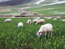 Овцы Мамедова оторвались на рапсе крупнейшего производителя свинины