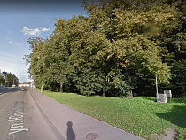 Фирма из Ладушкина распилит 240 кубов древесины и срубит 5 гектаров поросли в Калининграде