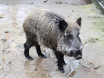 Поступило предложение о полной депопуляции кабана в четырех муниципалитетах