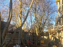 Застройщику на Курортной разрешили допилить ранее сохранённые деревья