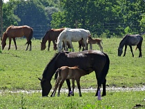 В Гурьевском районе конь тяжело травмировал 11-летнюю девочку