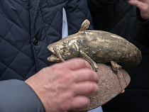 Александр Ярошук сравнил прегольского сома с питерским Чижиком-Пыжиком 