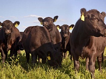 Мясной компании разрешили построить под Калининградом зал для дегустаций  