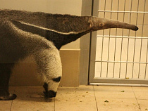 В Калининградском зоопарке раскрыли главную тайну гигантских муравьедов 