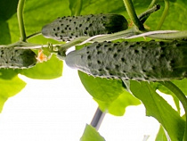 Зеленоградская райбольница закупает огурцы и капусту