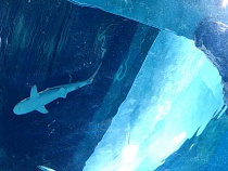 Самое крутое место Калининграда оставили за бортом Музейной ночи