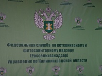 Россельхознадзор не впустил в область более 7,5 тонн сыра и сливочного крема
