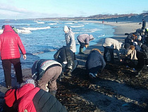 Туристы в Балтийске накинулись на янтарь