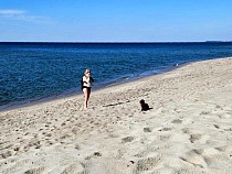 На пляже в Балтийске появился опасный перцовщик