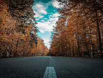 Губернатор вступился за придорожные аллеи 