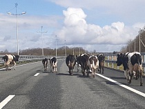 Дорогу в «Храброво» перекрыли коровы 
