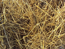 Под Багратионовском сгорел сеновал и 10 тонн сена