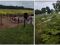 Борщевик закрыл кладбище в Озёрском районе