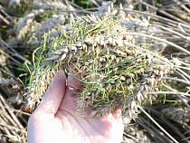 Площадь погибших под Зеленоградском зерновых культур превысила 1 000 га