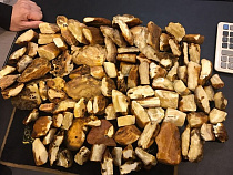 В Калининграде четверо полицейских украли янтаря на 14 млн рублей (видео)