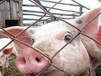 В соседнем с Калининградской областью государстве вирус АЧС переходит с диких кабанов на домашних свиней