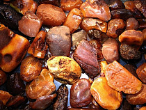 В Калининграде не стихает активность нелегальных копателей янтаря