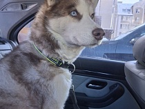 Невероятная история спасения пса из Черняховска в Калининграде 