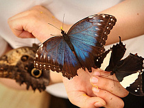 В Калининградском областном историко-художественном музее заработала выставка "Живые тропические бабочки"