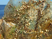 Стало известно о колониях усоногих существ на мусоре в Балтийском море (фото)