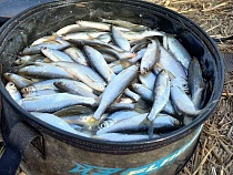 Названо 3 главных места безумного клёва новой рыбы под Калининградом