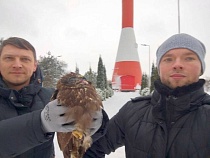 На Балтийской косе от смерти спасли реального хищника