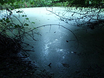 За гибель почти 12 тысяч рыб водоканал в Гурьевске оштрафовали на 5 тыс. рублей