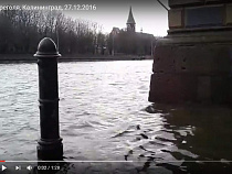 Уровень Преголи в Калининграде поднялся до критической отметки (видео) 