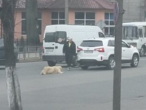 В Советске мужчина привязал собаку к машине и проволок по дороге