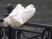 В Светлогорске полиция накрыла группу молодых голубятников