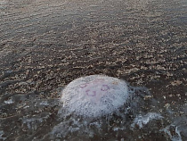 У побережья Балтийского моря в лёд вмёрзли медузы