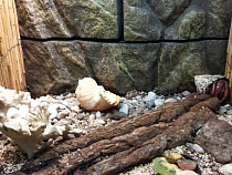 В Калининграде раку-отшельнику на выбор предоставили несколько ракушек для проживания