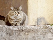 Из Калининградской области выехали более 2000 человек с котами и собаками