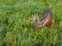 «Вложил в съёмки 9 лет»: появилось видео самого недоступного уголка Калининградской области (видео)