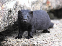 В Калининграде специалисты Россельхознадзора забраковали канадскую норку
