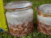 В Калининграде мародёры продают спрятанную немцами в войну тушёнку