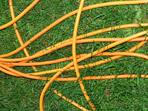 Калинингредец выкопал 350 метров электрокабеля в с/т «Колосок» 