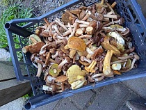 Перед закрытием сезона грибники Калининграда подсказали клёвое место