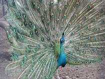 В Калининграде павлины распустили хвосты