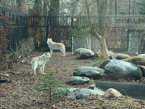 Тундровые волки Акела и Рено справили новоселье