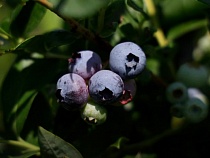 Калининградские власти объяснили цену на голубику от 550 рублей за кг 