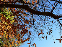 Администрацию Багратионовска наказали рублём за упавшую на авто ветку