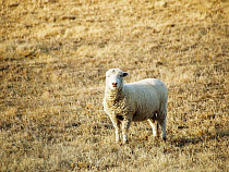 Владелец овец за порчу посевов заплатит более 180 тысяч рублей