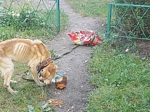 В центре Калининграда привязали к мешку исхудавшего лабрадора