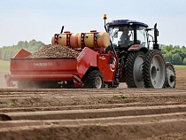 В Калининградской области начали высаживать суперэлитный картофель 